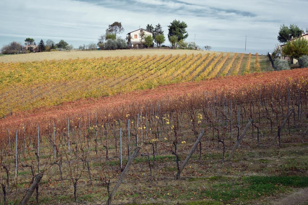 Agriturismo Al Rifugio Divino Belvedere Ostrense Zewnętrze zdjęcie